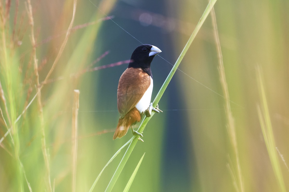 Tricolored Munia - Akshatha Bhat