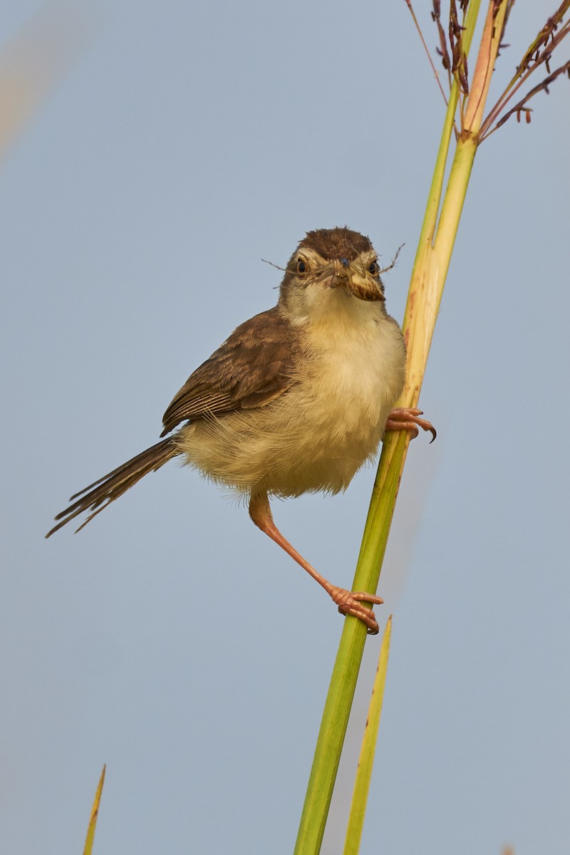 Plain Prinia - ML610504895