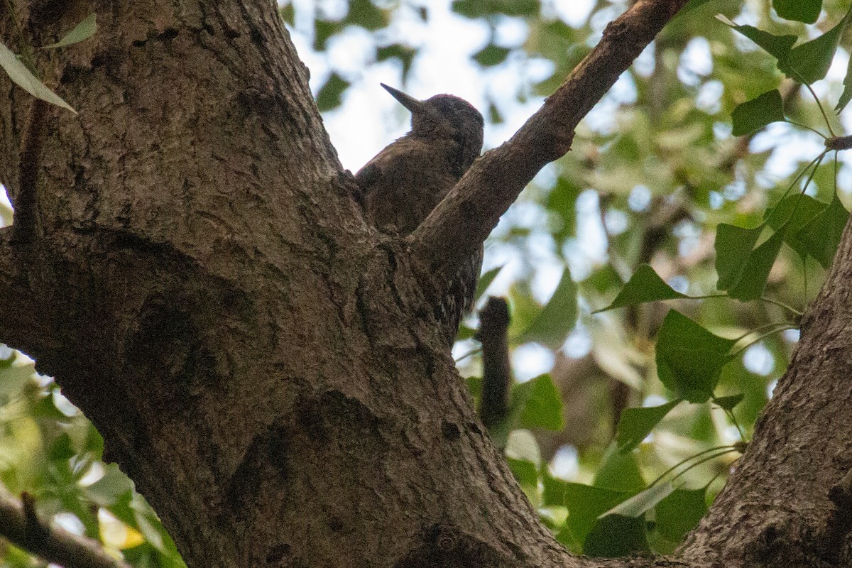 Yellow-bellied Sapsucker - ML610505011