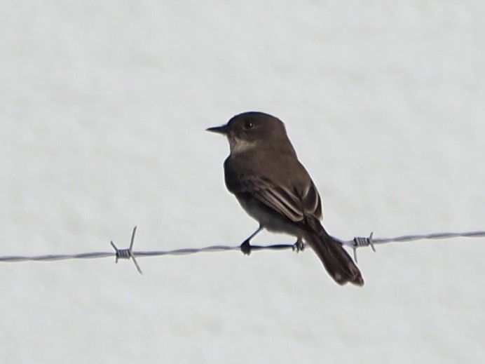 Eastern Phoebe - ML610505048