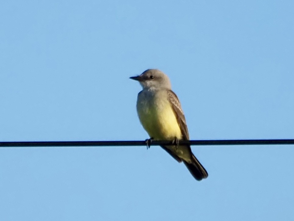 Western Kingbird - ML610505061