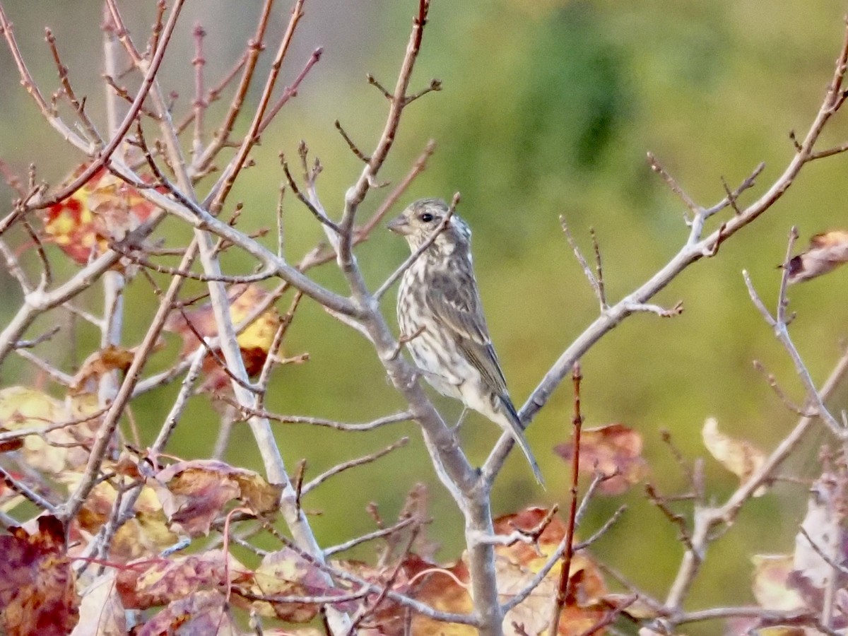 Purple Finch - ML610505067