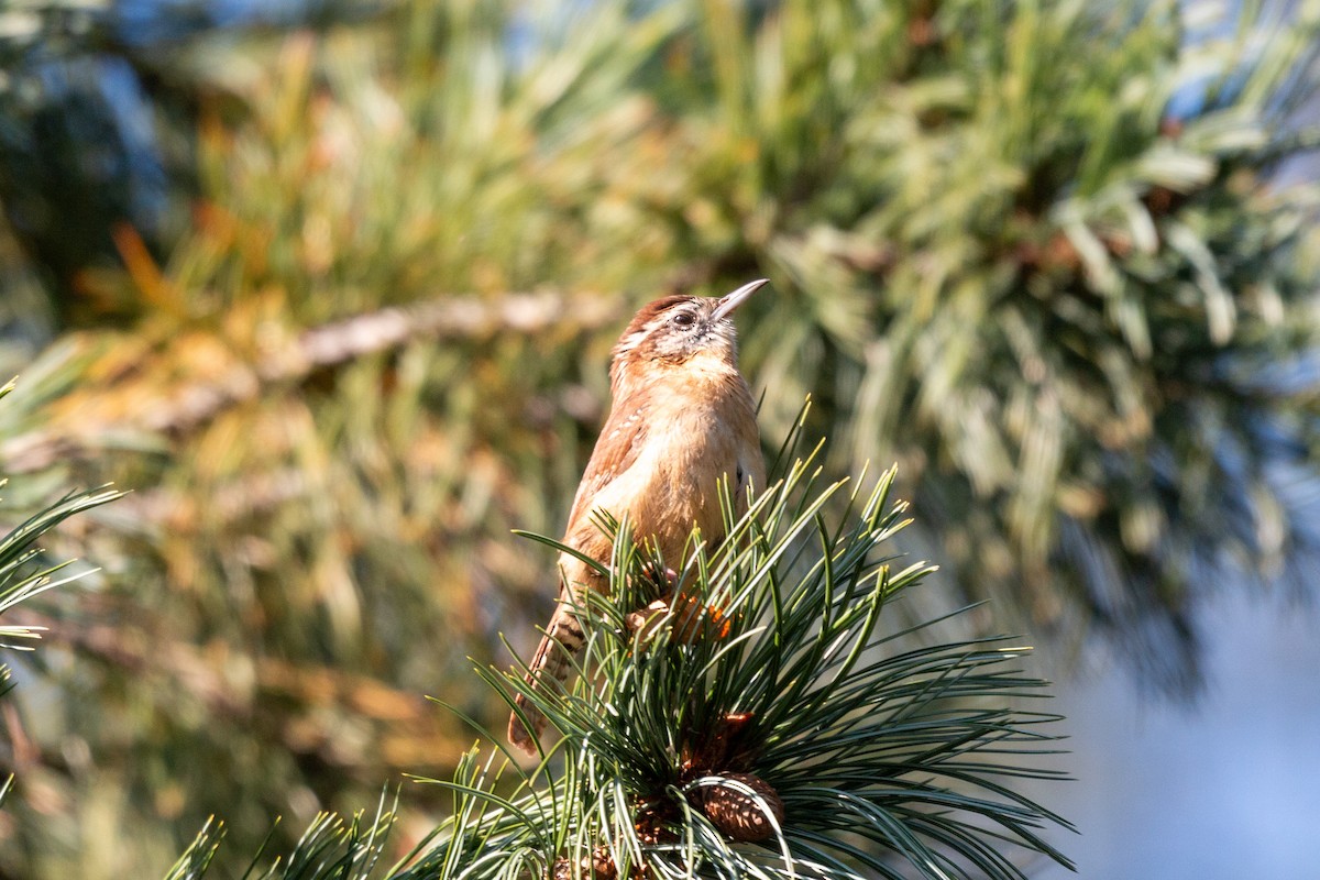 Carolina Wren - ML610505075