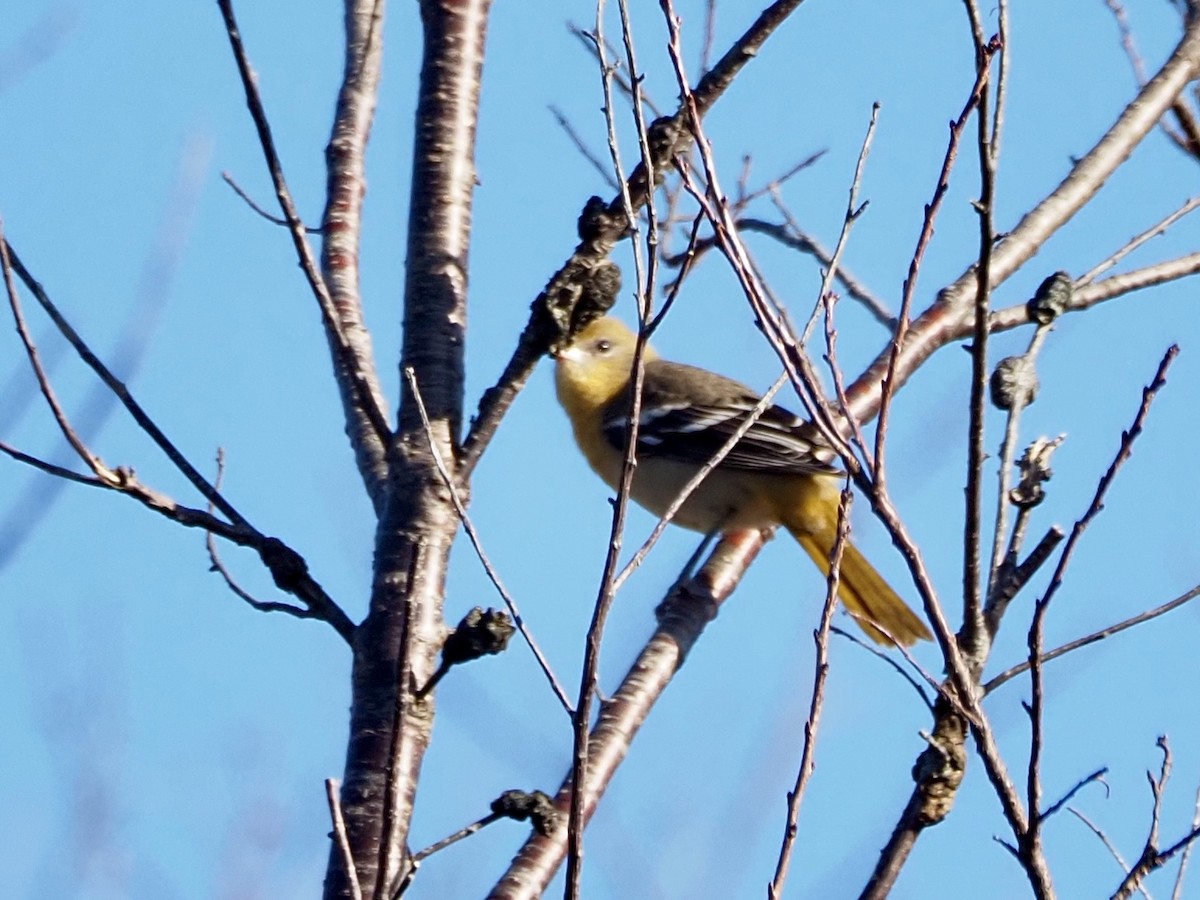 Baltimore Oriole - ML610505077