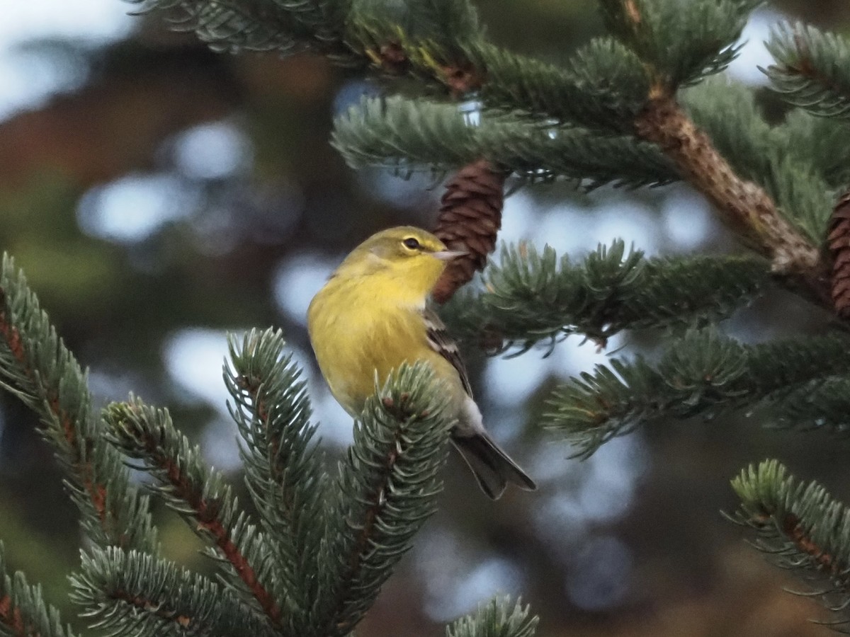 Pine Warbler - ML610505092