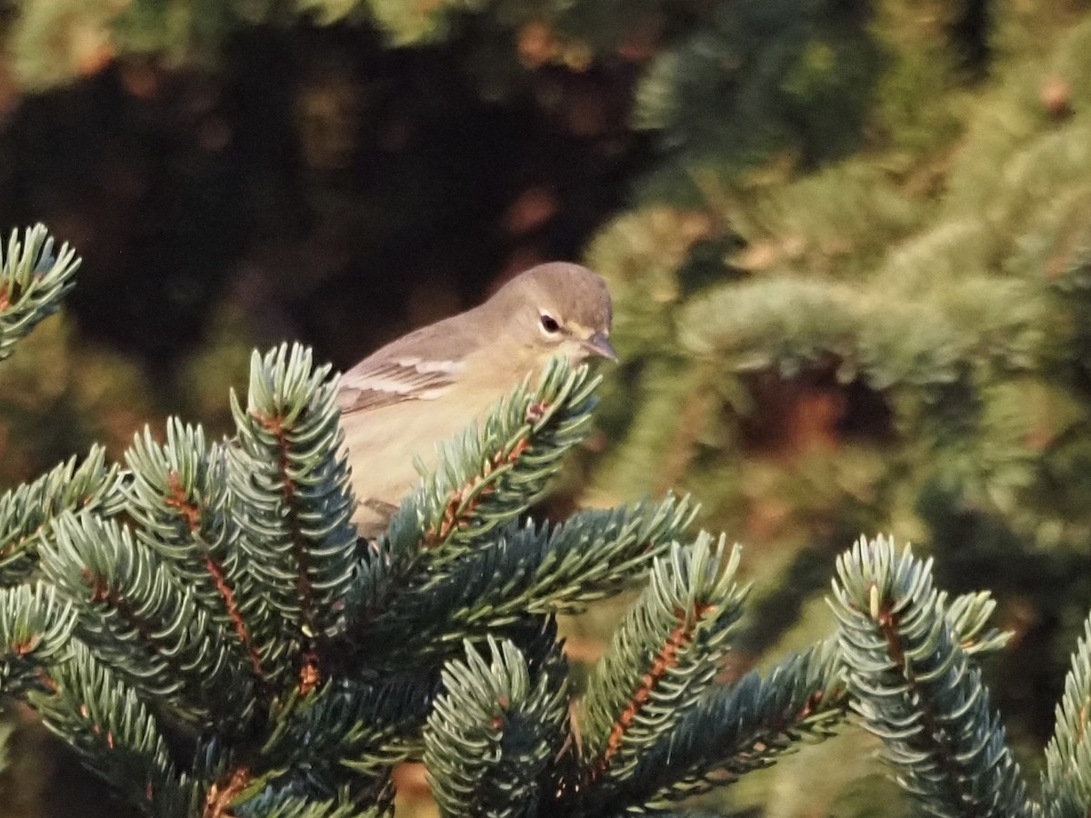 Pine Warbler - ML610505095