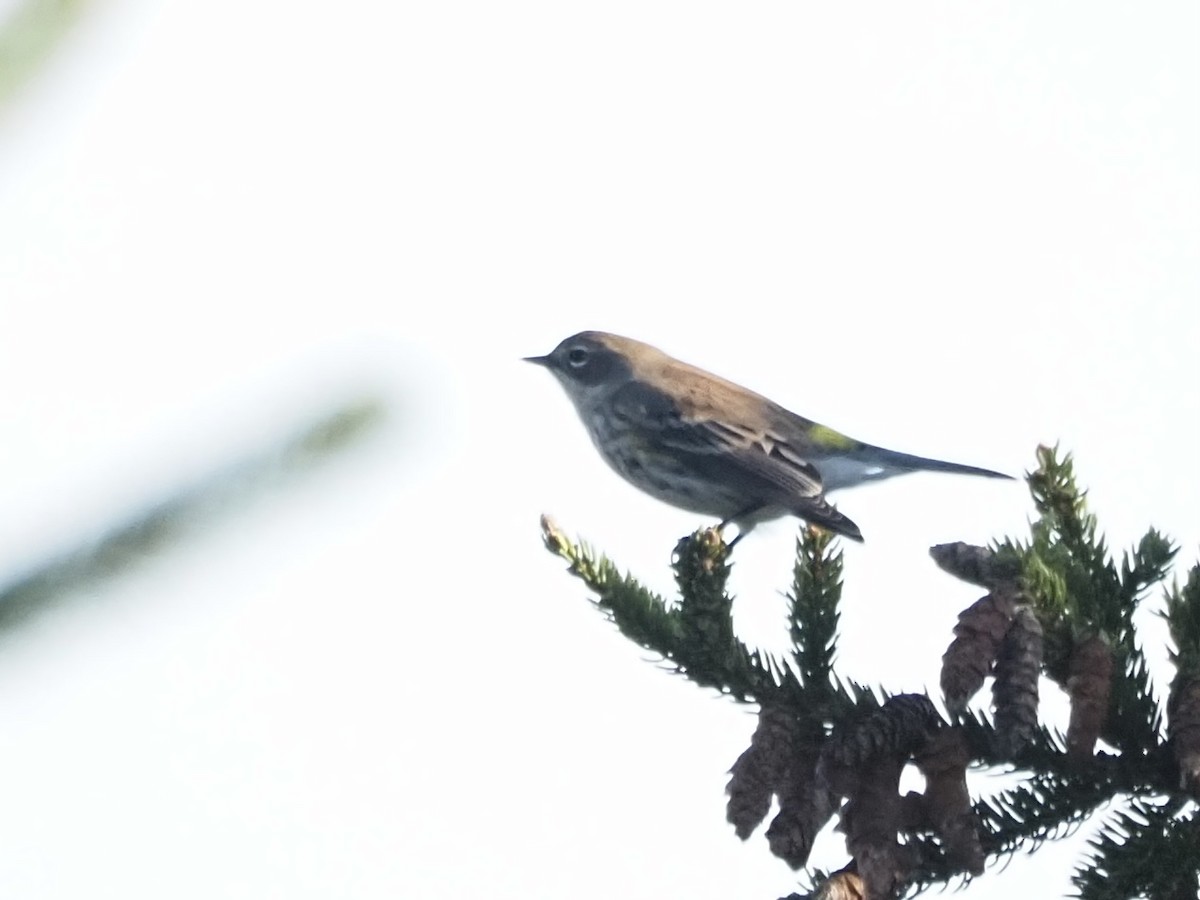 Yellow-rumped Warbler - ML610505100