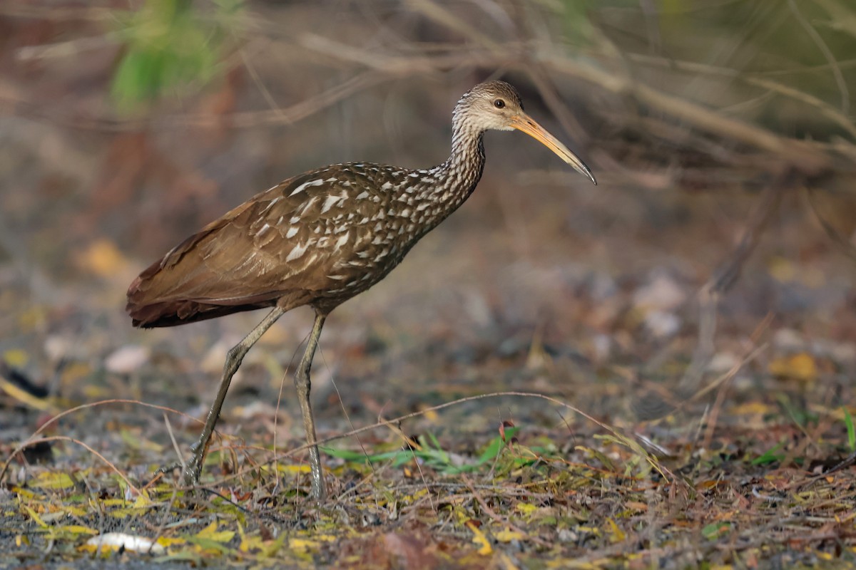 Limpkin - Trenton Buis