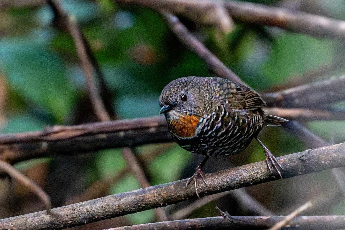 Mishmi Wren-Babbler - Vivek Saggar