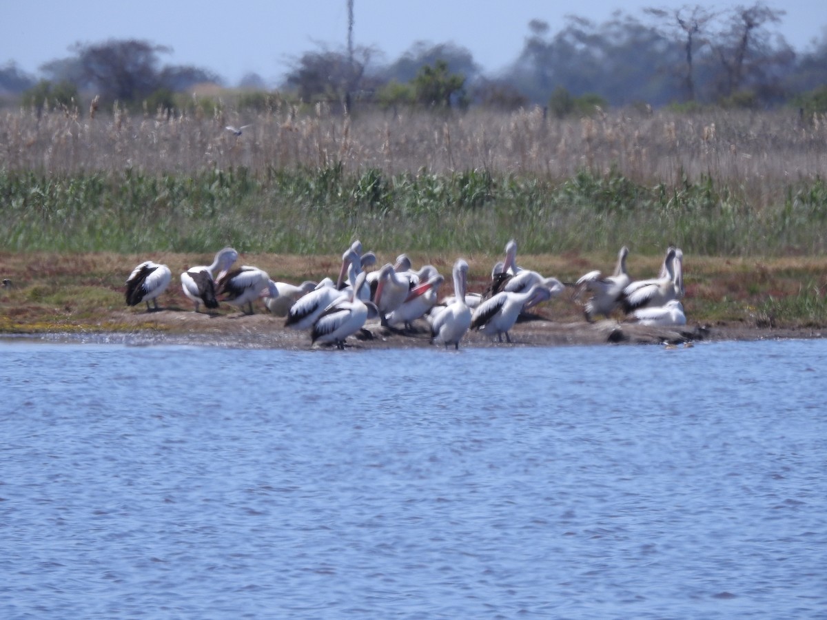 Australian Pelican - ML610505178