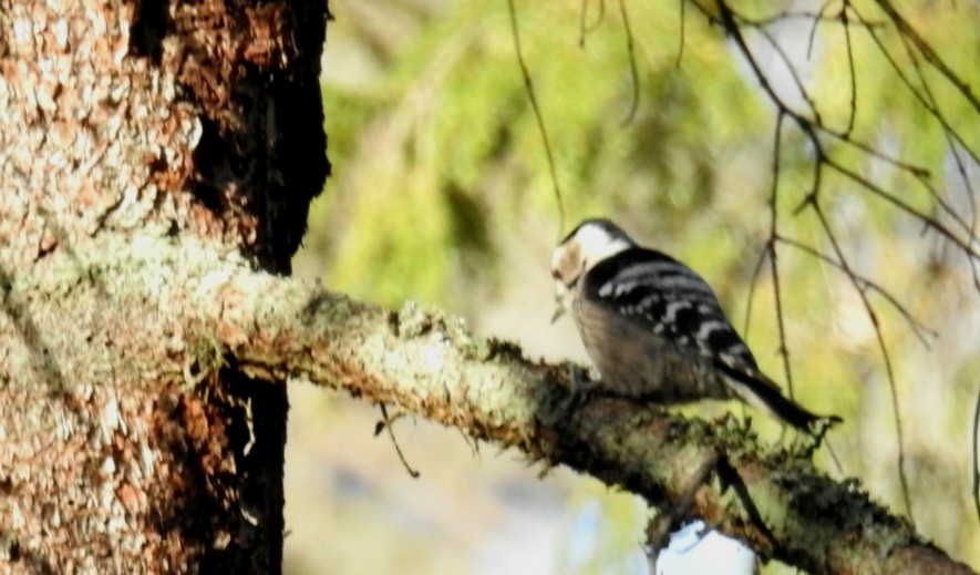 Lesser Spotted Woodpecker - Åke Österberg