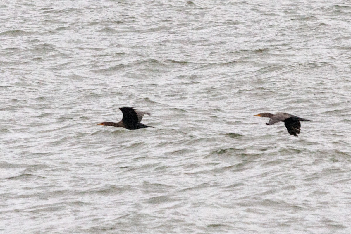 Great/Double-crested Cormorant - ML610505218