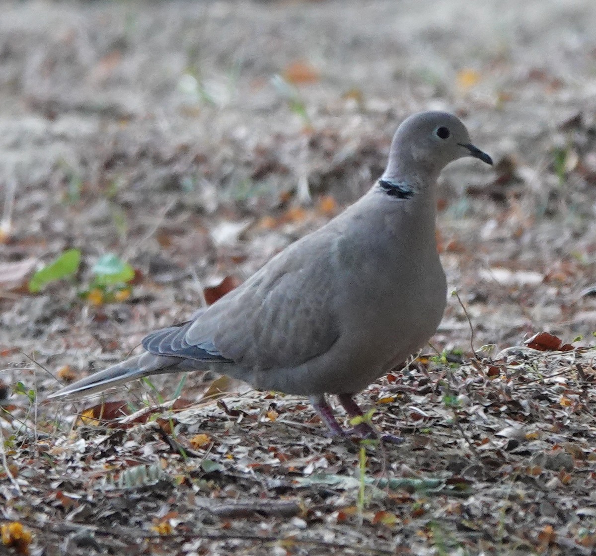 Eurasian Collared-Dove - Prof Chandan Singh Dalawat