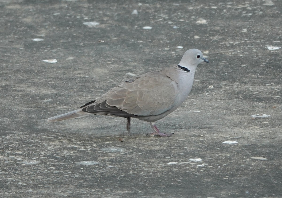 Eurasian Collared-Dove - ML610505305