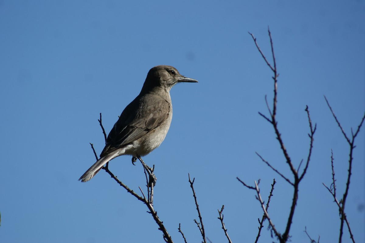 Black-billed Shrike-Tyrant - ML610505344