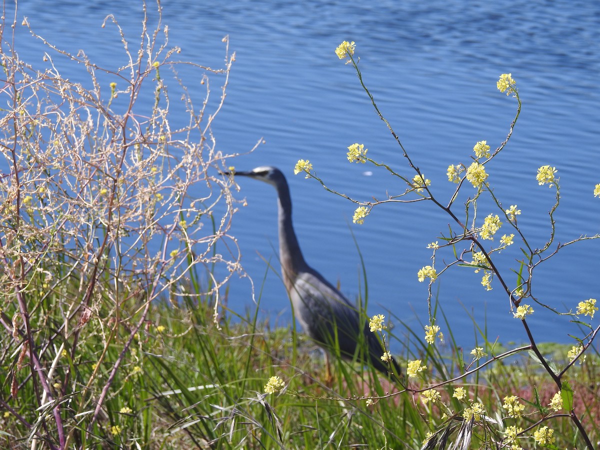 White-faced Heron - Sue Dixon