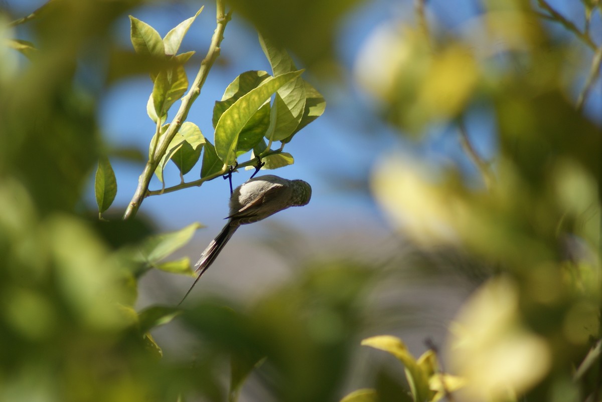 Plain-mantled Tit-Spinetail - ML610505357