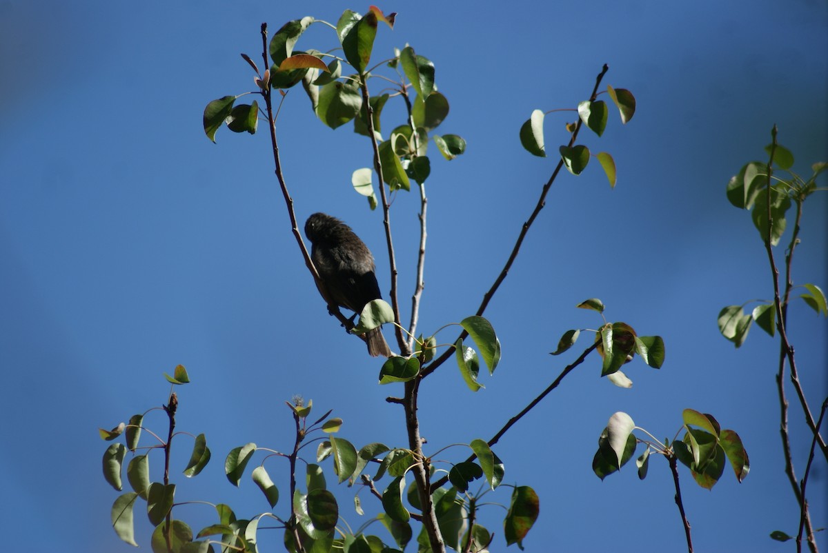 Shiny Cowbird - ML610505367