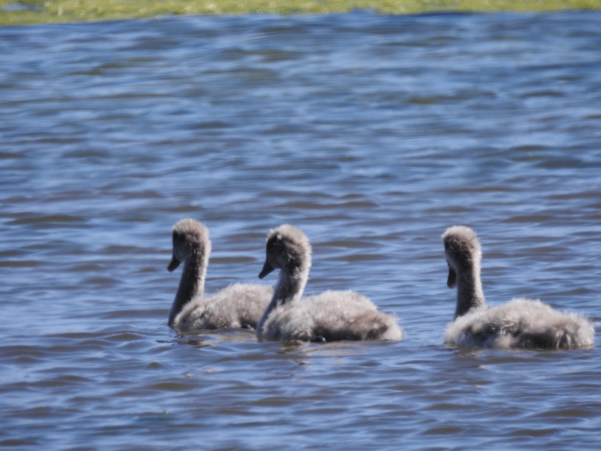 Black Swan - ML610505423