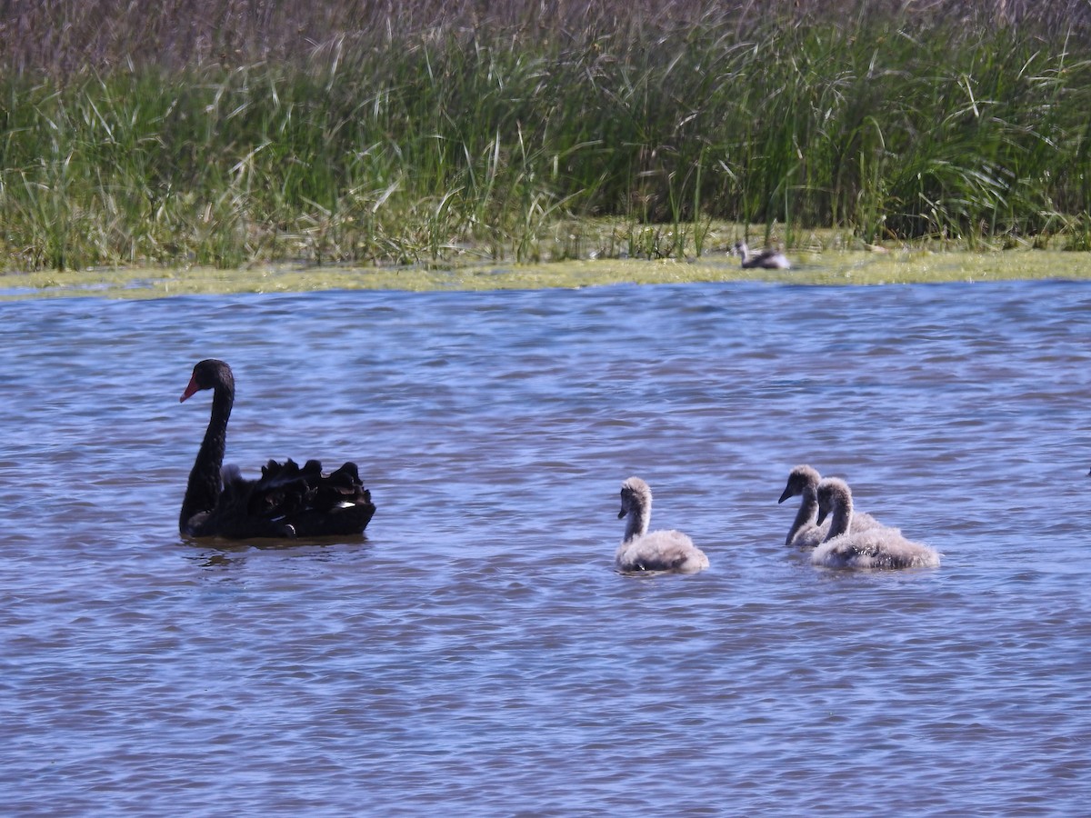 Black Swan - ML610505424