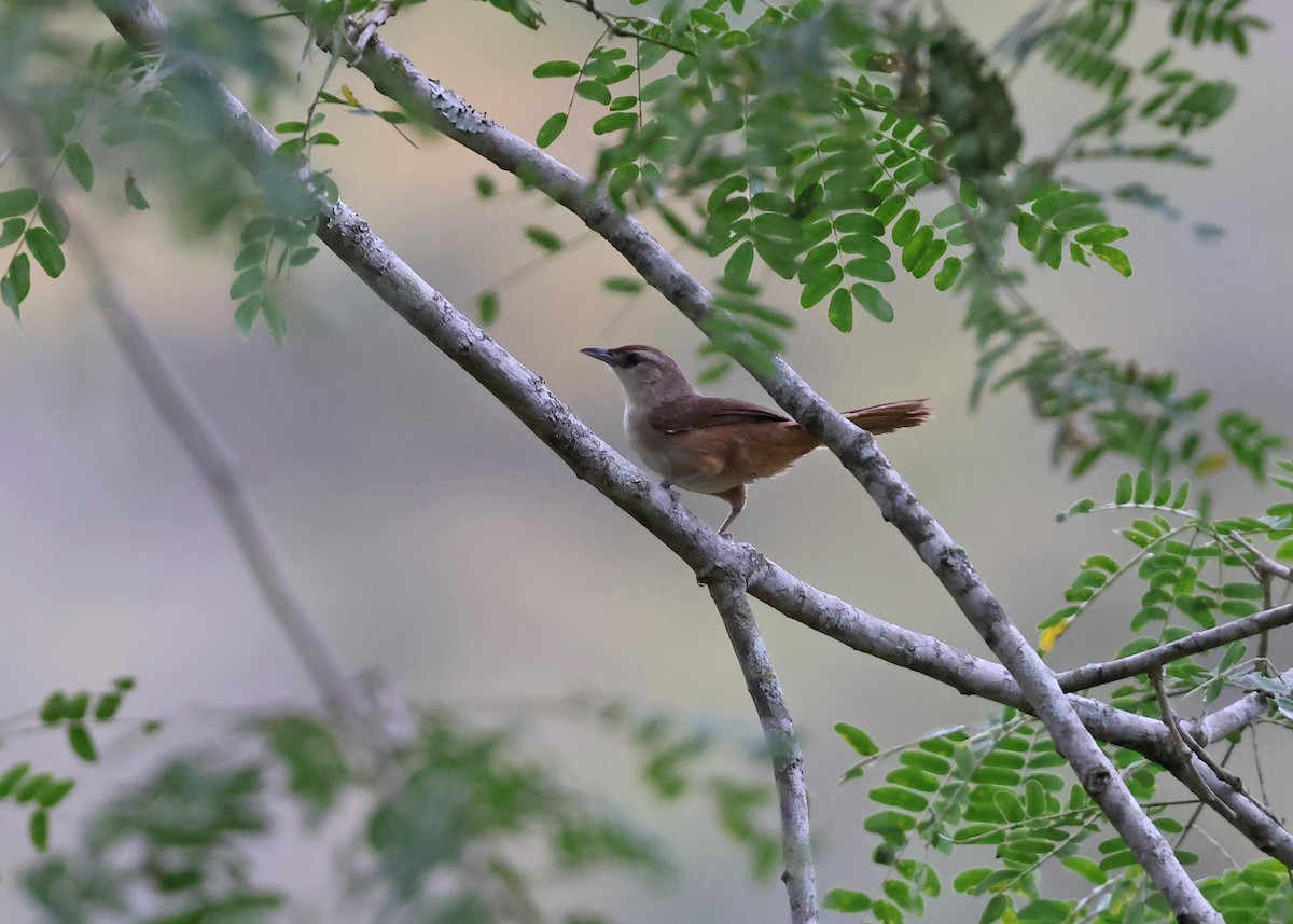 Rufous-fronted Thornbird - Brendan Ryan