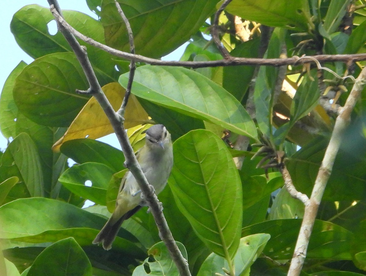 Vireo Chiví (chivi/diversus) - ML610505494