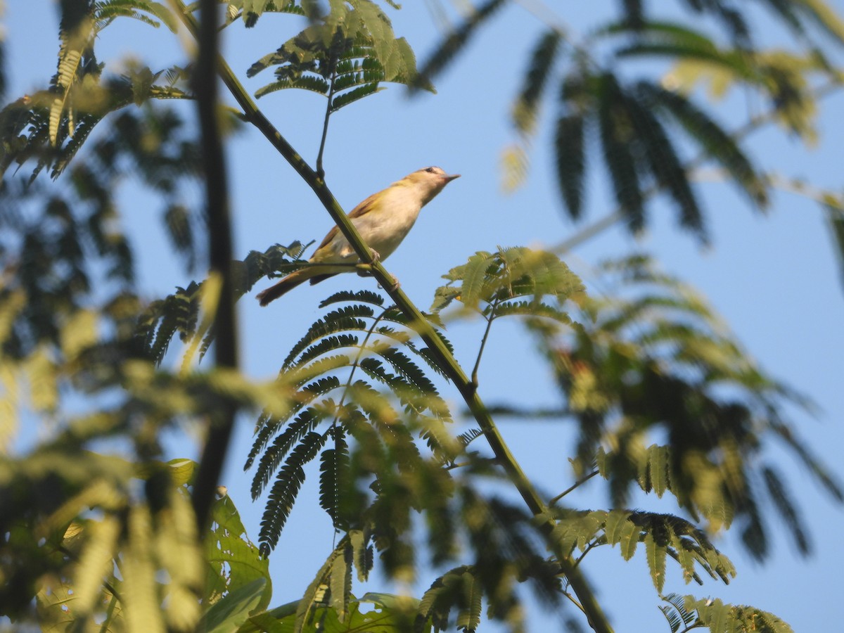 Vireo Chiví (chivi/diversus) - ML610505496