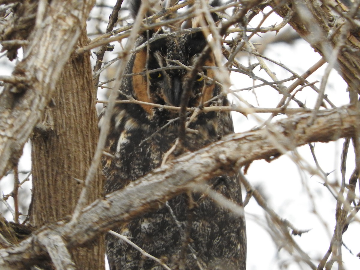 Long-eared Owl - Karen Hardie