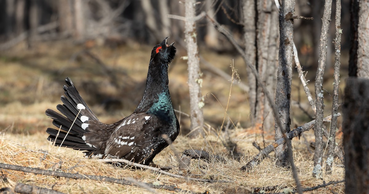 Black-billed Capercaillie - ML610505542