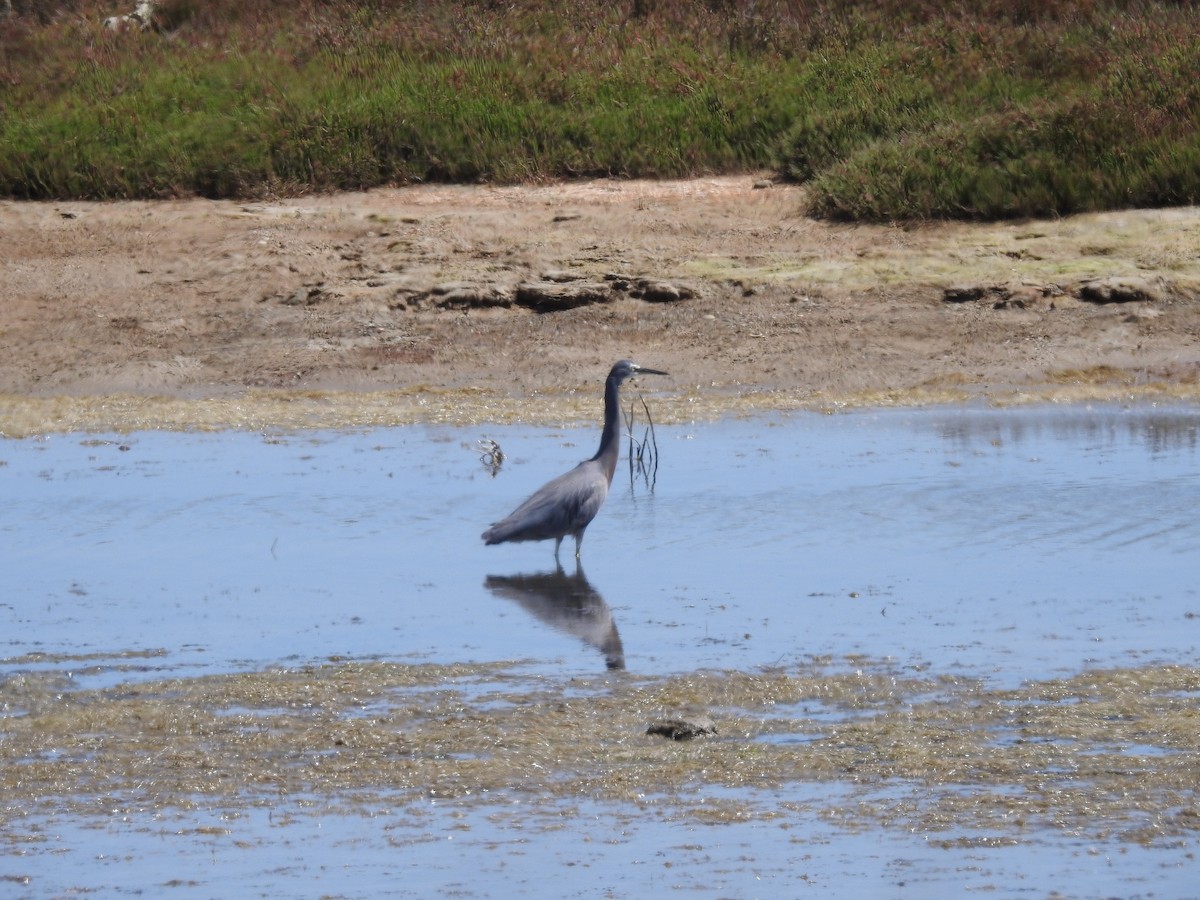 White-faced Heron - Sue Dixon