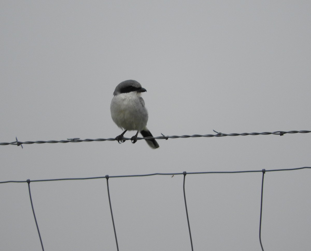 Loggerhead Shrike - Karen Hardie