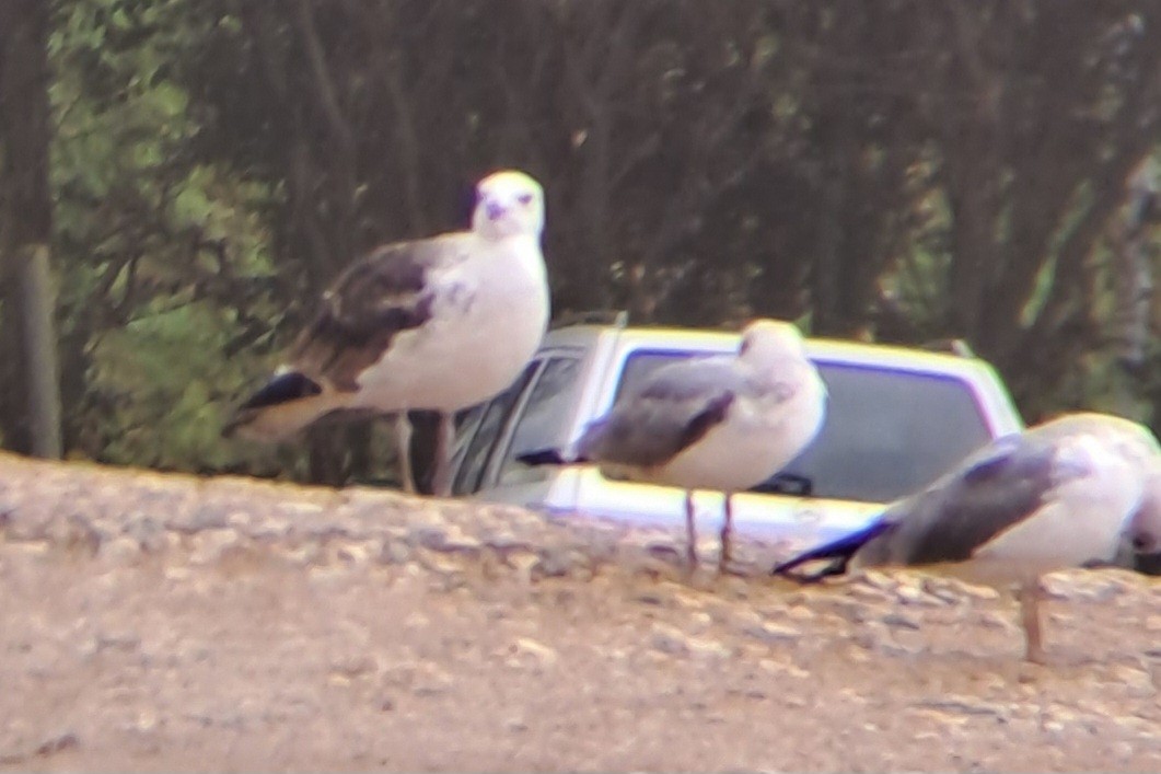 Great Black-backed Gull - ML610505556