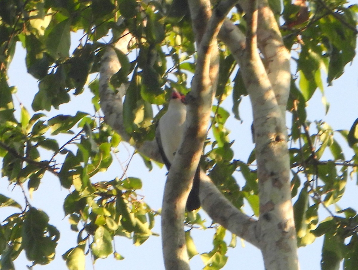 Black-tailed Tityra (Western) - bob butler