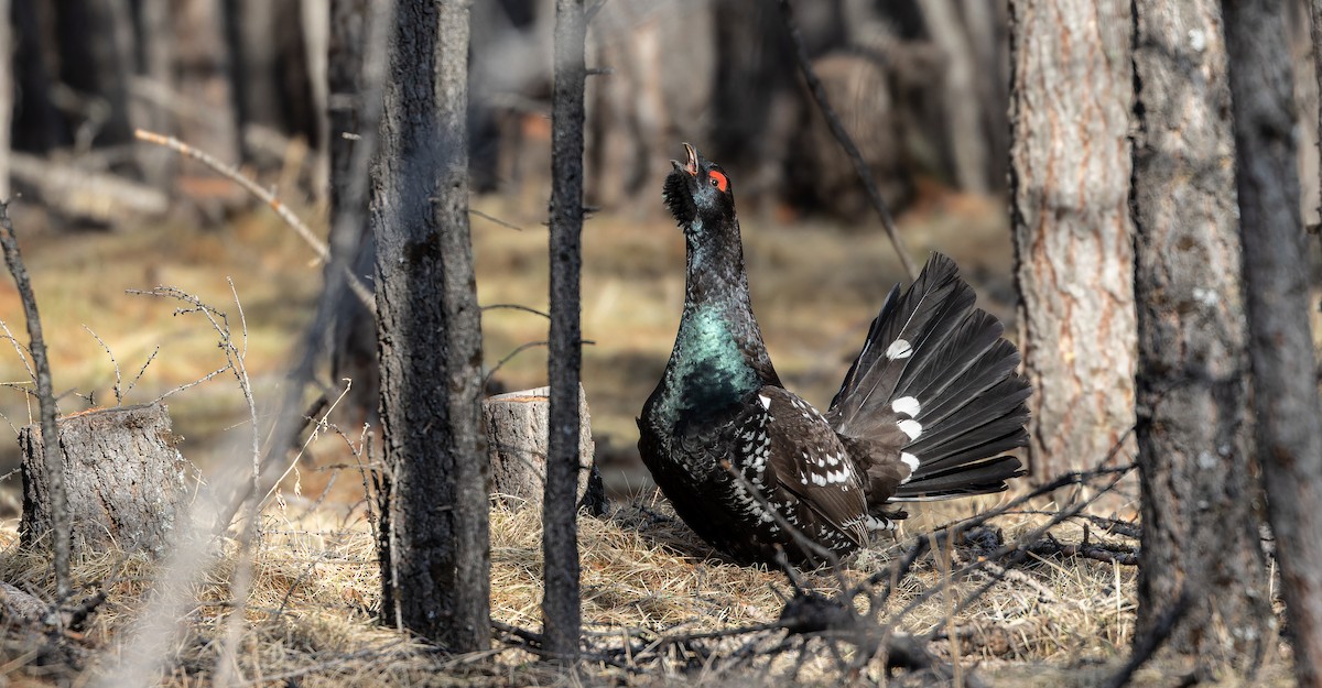 Black-billed Capercaillie - Friedemann Arndt