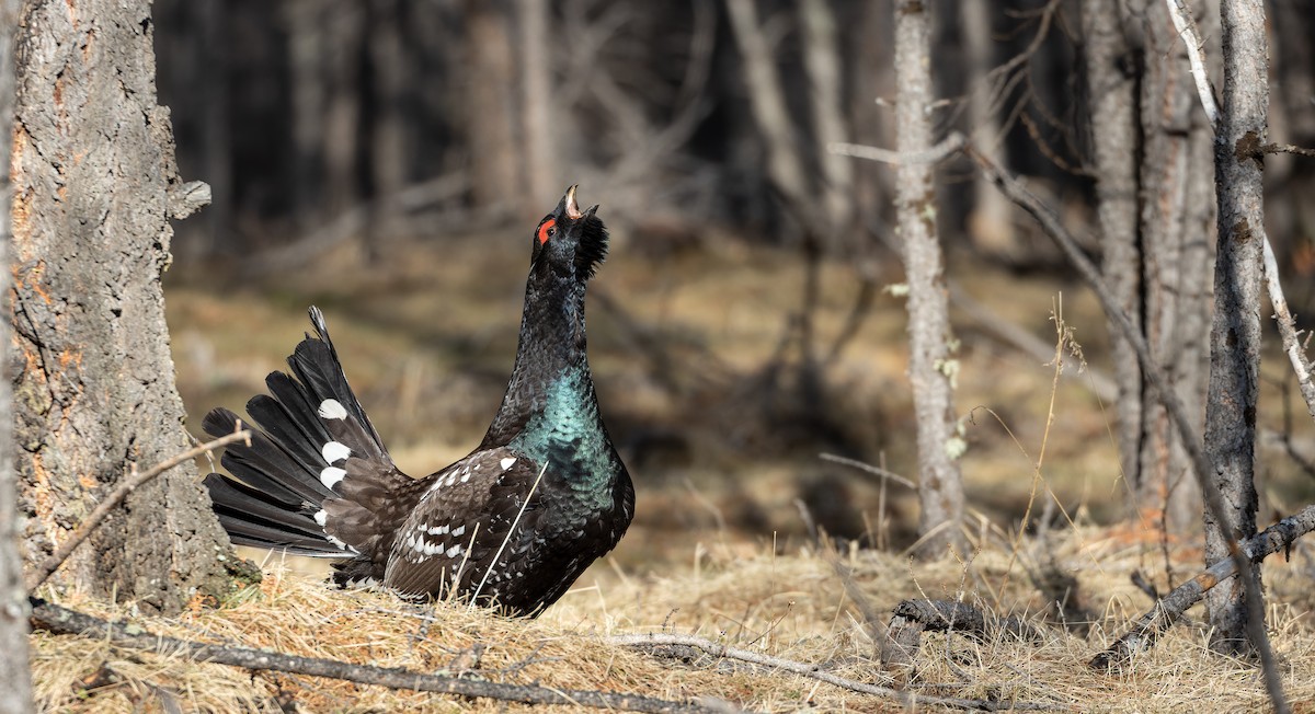 Black-billed Capercaillie - ML610505660