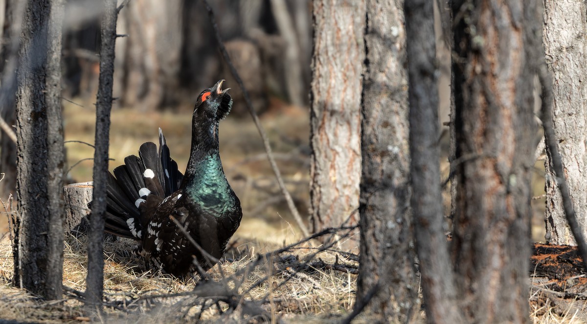 Black-billed Capercaillie - ML610505664