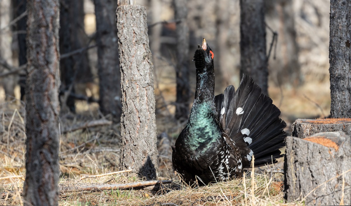 Black-billed Capercaillie - Friedemann Arndt