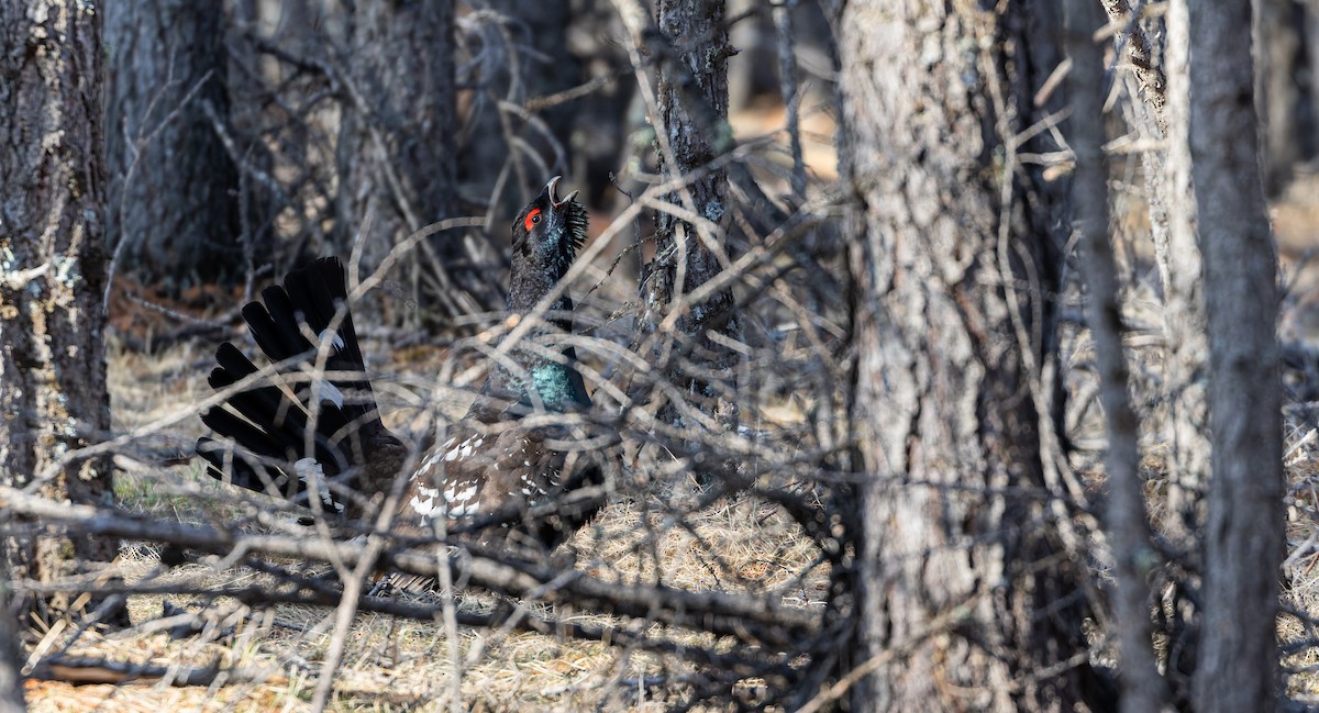 Black-billed Capercaillie - ML610505675