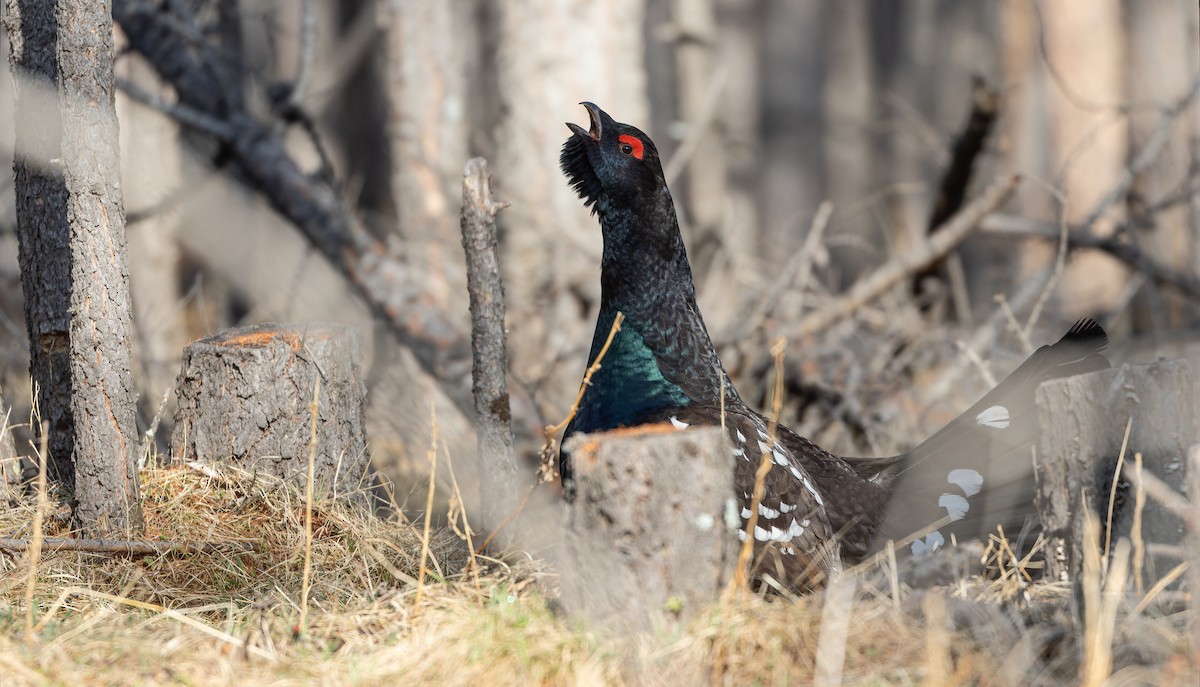 Black-billed Capercaillie - ML610505679