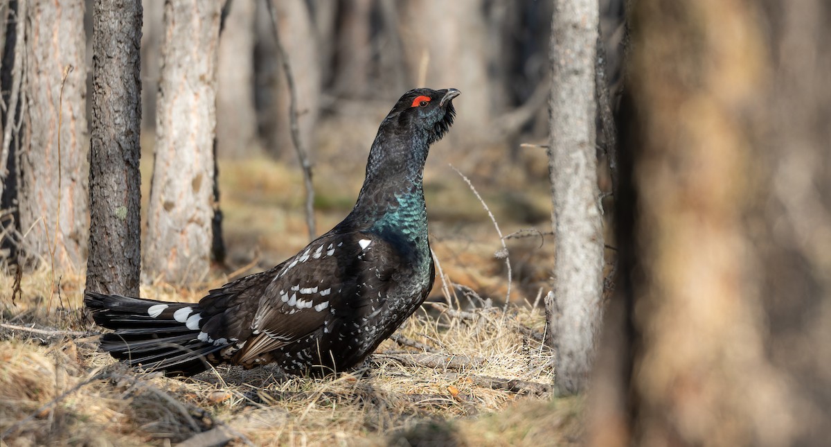 Black-billed Capercaillie - ML610505683