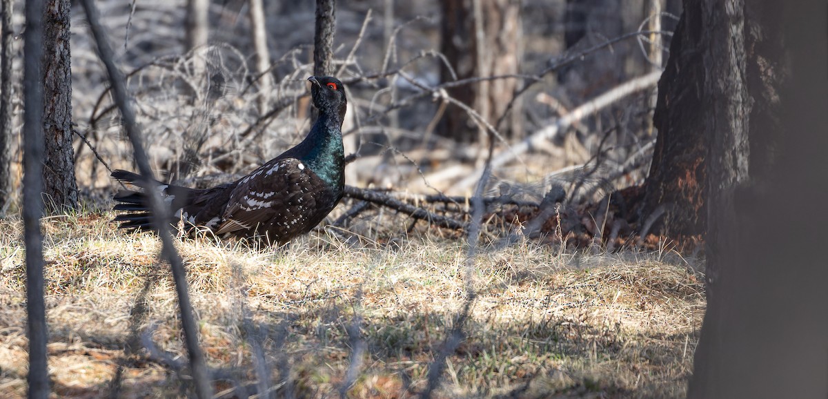 Black-billed Capercaillie - ML610505695