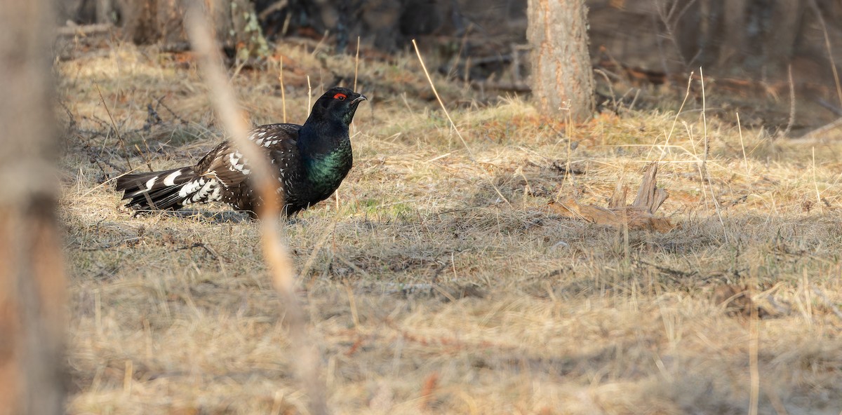 Black-billed Capercaillie - Friedemann Arndt