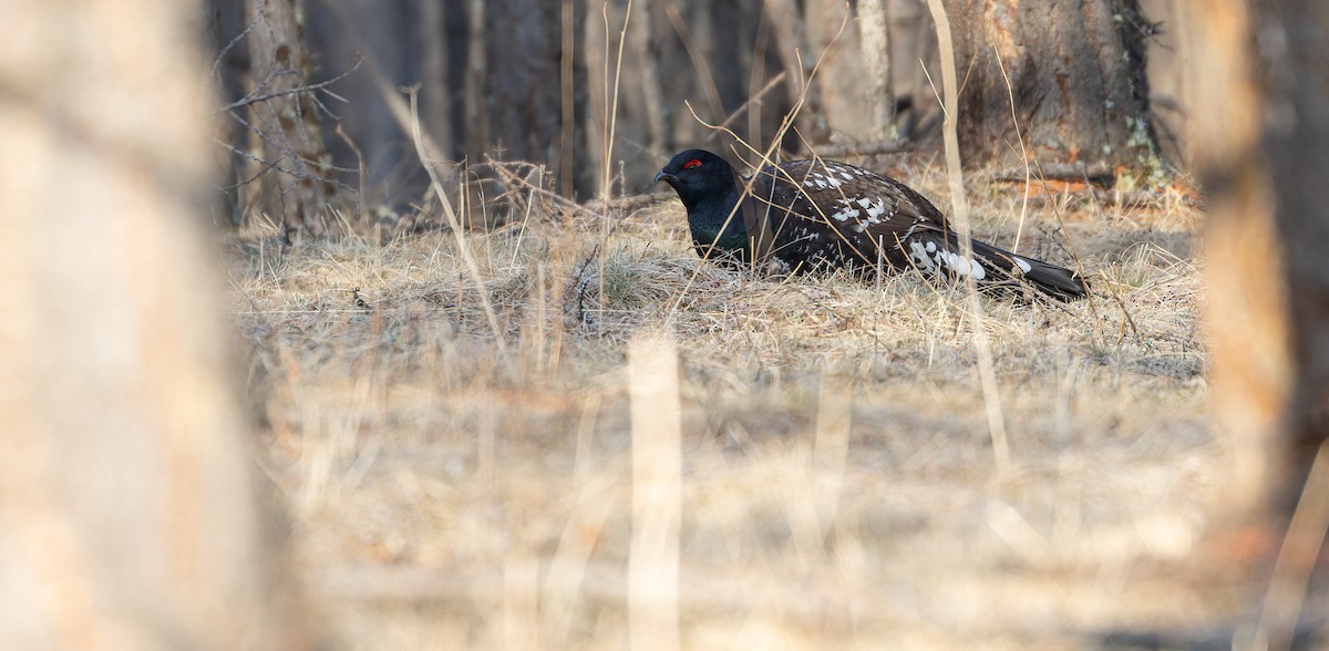 Black-billed Capercaillie - ML610505704