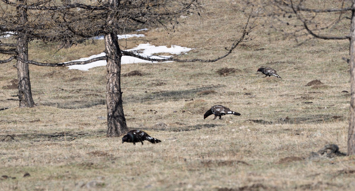 Black-billed Capercaillie - Friedemann Arndt