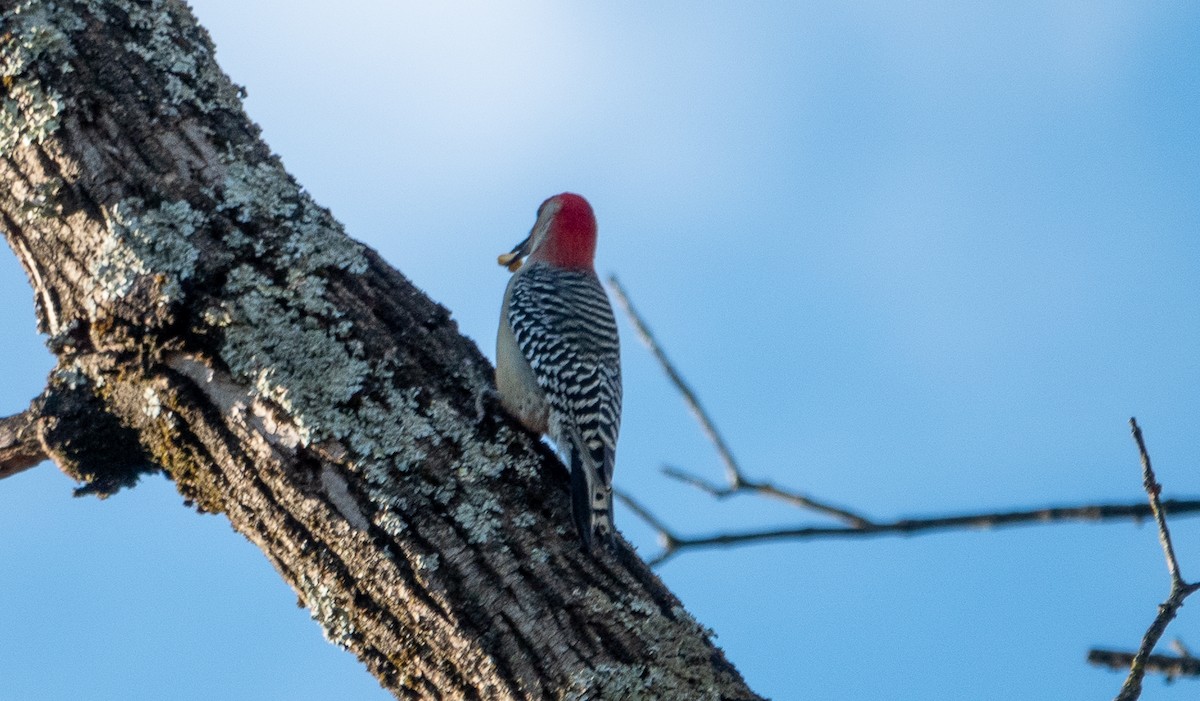 Red-bellied Woodpecker - ML610505766