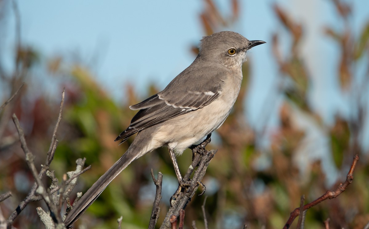 Northern Mockingbird - ML610505873