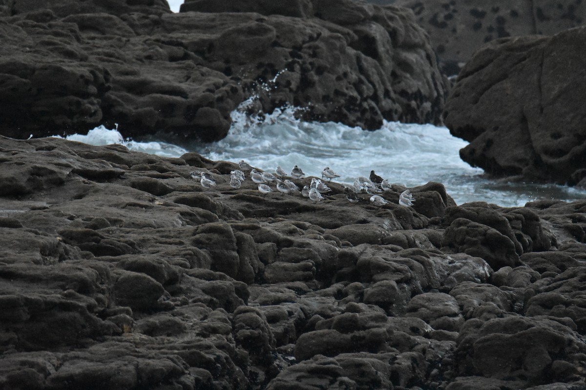 Sanderling - Donato Marafona