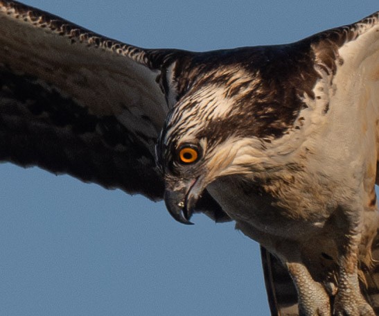 Águila Pescadora - ML610505933