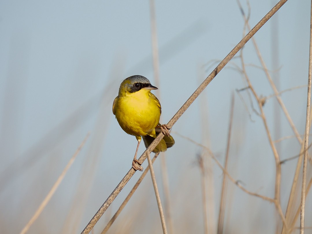 Paruline voilée - ML610505947