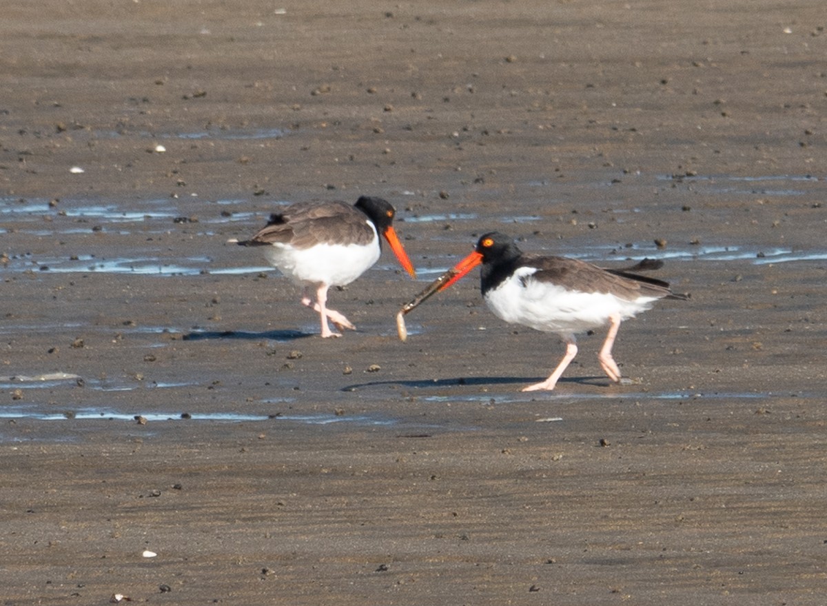 American Oystercatcher - ML610505988